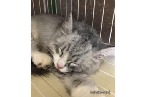 成約済の大阪府のミヌエット-68844の1枚目